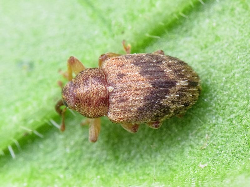 Lignyodes bischoffi (Blatchley, 1916)